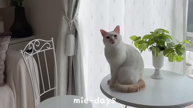 mie- days Терракотовый декор | Уютный дом | День с 3 кошками