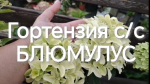 Гортензии сортосерии Блюмулус завоевали мое сердце.