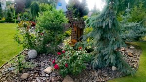 Сад редких хвойных растений!🌲Новинки! Обзор! 30.06.26 #сад #хвойные #garden #дача
