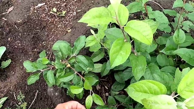 плодовые культуры