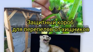 01-07-2026. сделала защитный короб от хищников птицам. баклажаны растут