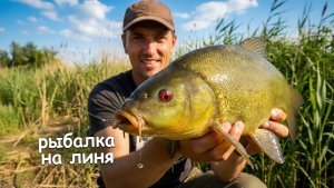 Как поймать линя в камыша? Подготовка места и ловля на поплавок