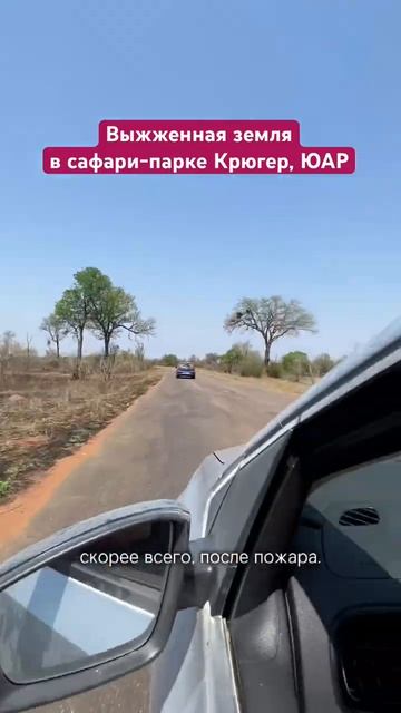 Выжженная земля в сафари-парке Крюгере. Был пожар?Кто знает? Больше про автотрип по Африке в профиле смотреть онлайн