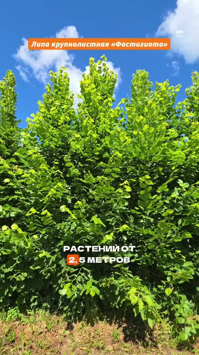 Будем формировать кубы, шпалеры, блоки бжи из липы крупнолистной "фастигиата" и "оребро" в Туле