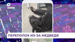 Во Владивостоке на Эгершельде завершена операция по отлову медведя