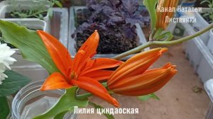 Город 22-28 июня 2026. Лоджия: лаванда, папоротники, пеларгонии
