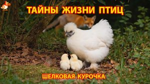 200 дней из жизни Шелковой Курочки
