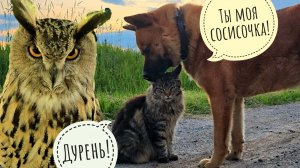 Пёс Кубик гуляет кошку Морошку. Сова-злова Ёль обещает мне совздюлей от сегодняшней поездки