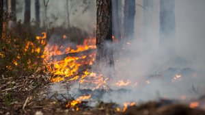 В Нижневартовском районе ввели режим ЧС из-за лесных пожаров