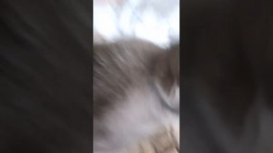 котик!