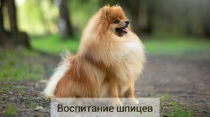 Воспитание шпицев: от щенка до послушной собаки