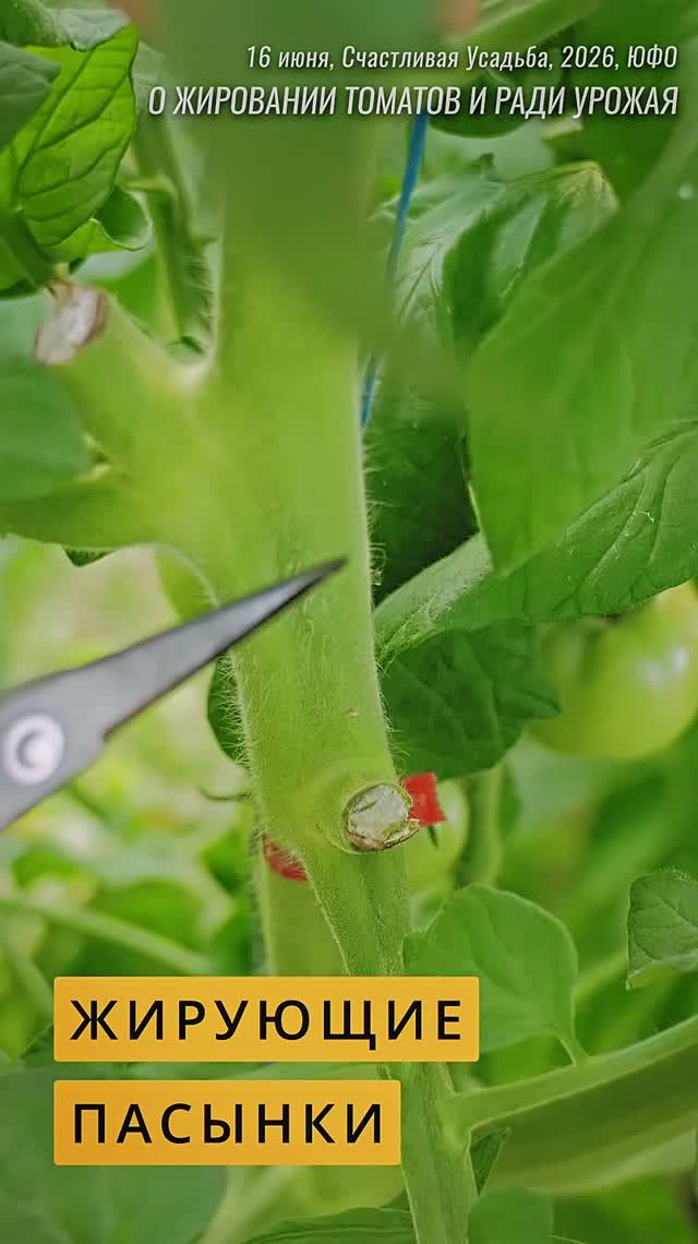 Жирующие пасынки против жирования #огород #садоводничество #дача #garden #томаты #обзордачи