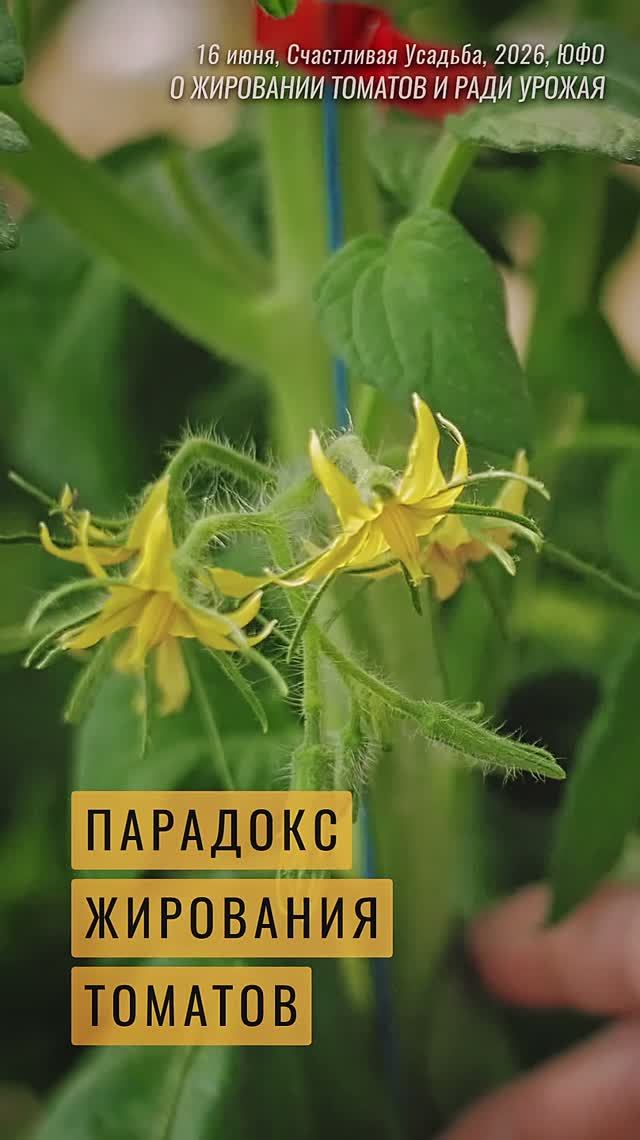 Парадокс жирования томатов.  #огород #сад #дача #обзордачи  #томаты #garden