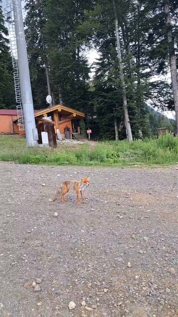 Встреча 😁🦊 Красная Поляна