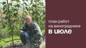 План работ на винограднике Ульяновска в июле