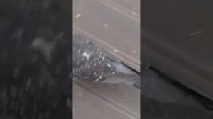 VID_20260701_201741.mp4ррр