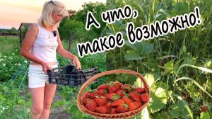 БОЛЬШОЙ УРОЖАЙ КЛУБНИКИ БЕЗ ПРОПОЛКИ! ПРОВЕРЕНО НА ПРАКТИКЕ. ОТЛИЧНЫЙ СПОСОБ ПОСАДКИ ОГУРЦОВ!