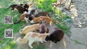 Новости о котиках👨🍳🥣🐱😺🐱