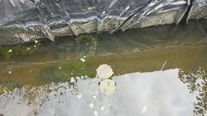 Новости с дачной мини разводни