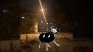 Польская Корова :3