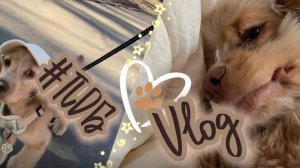 #ПДБ#ПЛЮШ БЛОГИНГ ~§Vlog§~