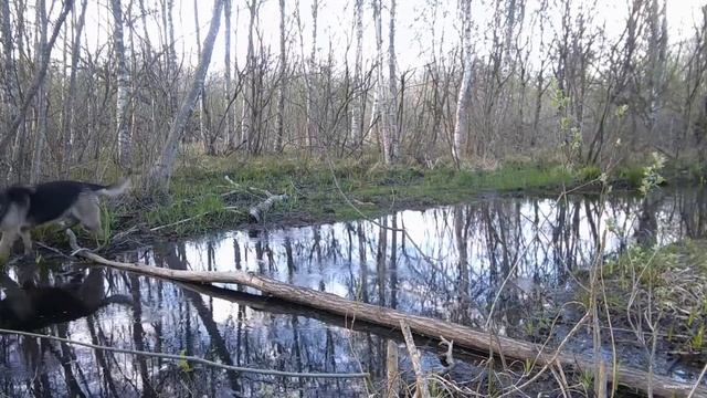 Одна лесная дорога и десятки неожиданных гостей — кадры с фотоловушки
