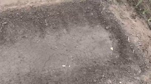 О загущенном посеве брюквы