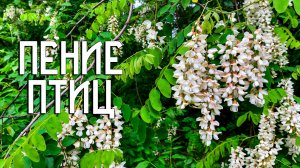 Пение птиц / Музыка природы / Звуки лета и тепла