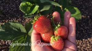 Розовоплодные сорта земляники садовой:: Финская розовая и Бьянка