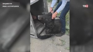 Молодой медведь устроил переполох во Владивостоке