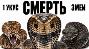 6 СМЕРТЕЛЬНЫХ ЗМЕЙ ОДНОГО УКУСА ДОСТАТОЧНО
