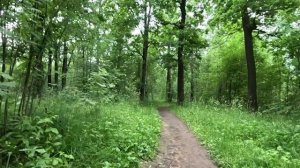 гуляю по чудному лесу часть 18