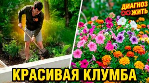 РАБОТАЕМ НА КЛУМБЕ И ВЫРАСТИМ КРАСИВЫЕ ЦВЕТЫ