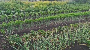 В огороде все растет после дождя 1 июля море цветов это здорово!