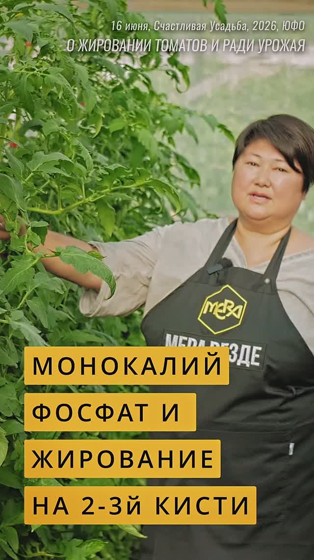 Почему мы не используем против жирования томатов монокалий фосфат?  #огород #садоводничество #дача