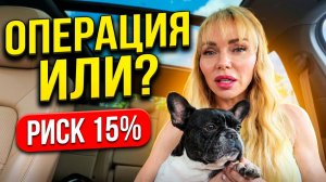 200 000₽ ЗА СОБАКУ? Цена вопроса, риск операции и стоматология по-умному