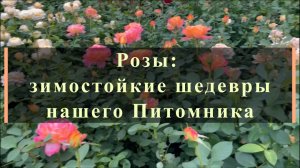 Розы: зимостойкие шедевры нашего Питомника
