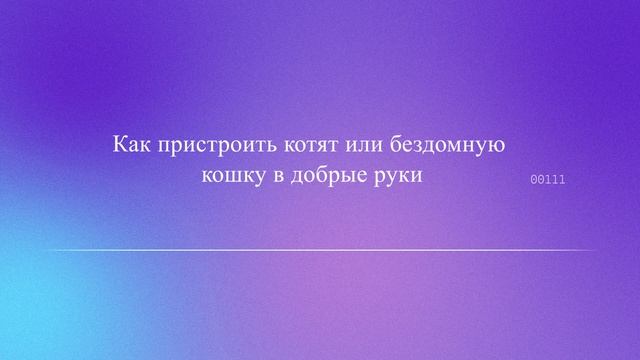 Как пристроить котят или бездомную кошку в добрые руки