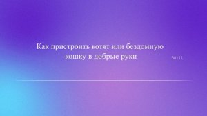 Как пристроить котят или бездомную кошку в добрые руки