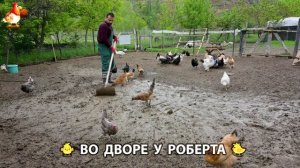 Содержание кур в домашних условиях и других птиц во дворе у Роберта 🐣🐤🦆🐔🪿🦃 (538)