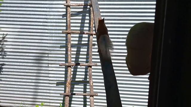 дикими зверятам нужна помощь.Карта на корм зверятам 2202 2062 6013 7323 смотреть онлайн