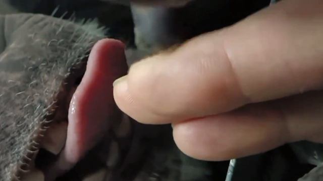 Заботливое шимпанзе ухаживает за человеком #chimpanzeegrooming #monkeygrooming смотреть онлайн