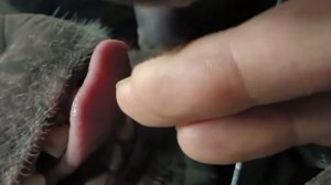 Заботливое шимпанзе ухаживает за человеком #chimpanzeegrooming #monkeygrooming