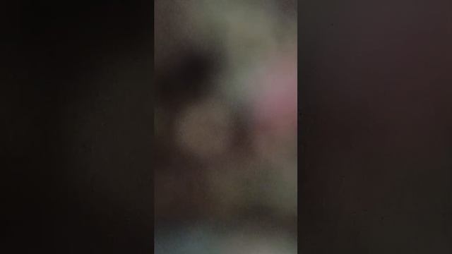 голубь смотреть онлайн