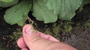 Интересная культура кумин (зира)