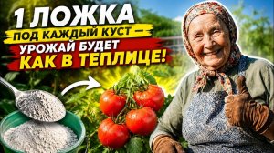 1 ложка под каждый куст — урожай будет как в теплице! Даже слабые растения пойдут в рост