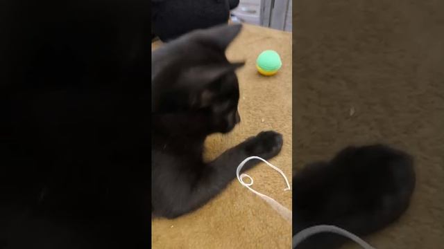играюсю с котом смотреть онлайн