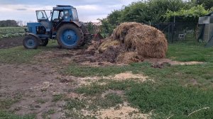 Дела огородные и садовые.Вывез навоз