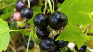 Смородина от этого крупная как вишня 🍒 😋