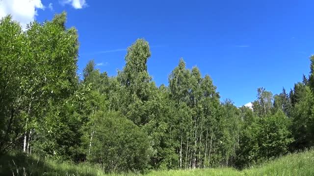 Прогулка в лес среди недели